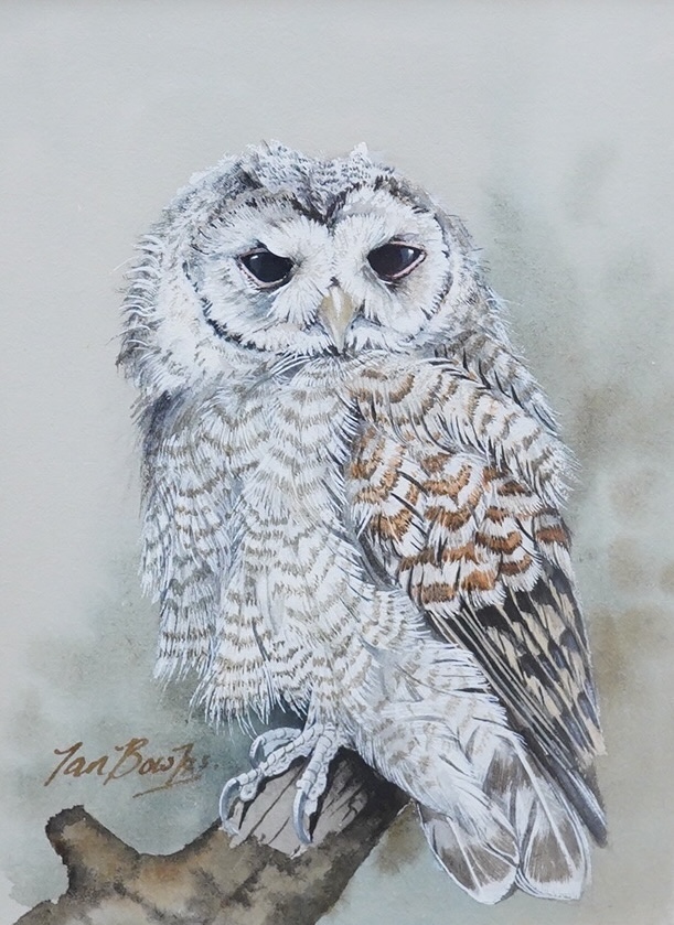 Ian Bowles (1947-2018), two watercolours, Tawny owl chick and Barn owl chick, each signed, 17.5 x 13cm. Condition - good